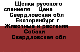 Щенки русского спаниеля. › Цена ­ 4 000 - Свердловская обл., Екатеринбург г. Животные и растения » Собаки   . Свердловская обл.
